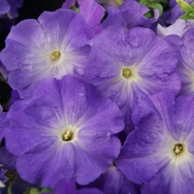 Петуния Городская F1 Волшебница