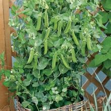 Горох Комнатный