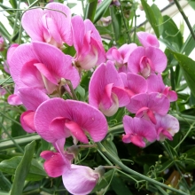 Чина Ладан Авиньона (горошек душистый)