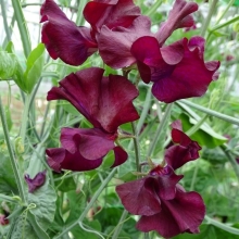 Горошек душистый Русский размер пурпурный