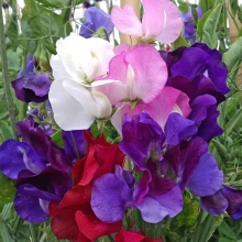 Горошек душистый Русский размер смесь