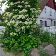 Гортензия Каскад (черешковая)