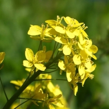 Горчица Радуга белая 20гр (большой пакет)