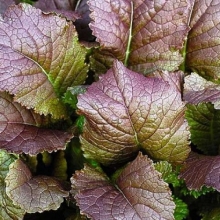 Горчица Витамин (салатная)