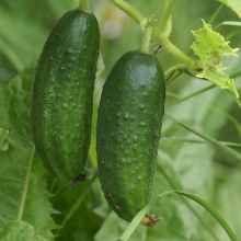 Огурец Гост F1 2020