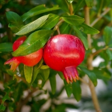 Гранат Карликовый