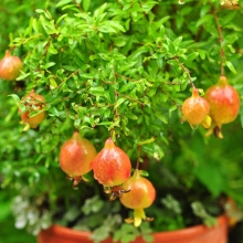 Гранат Карликовый (большой пакет)