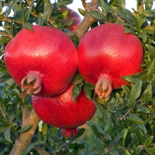 Гранат Обыкновенный (большой пакет)