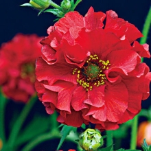 Гравилат Ред Драгон махровый