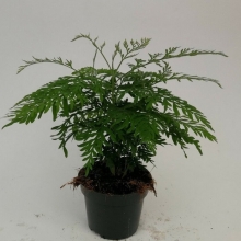 Гревиллея робуста