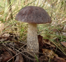 Грибы - Подберезовик Обыкновенный (мицелий) 30мл (большой пакет)