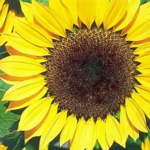 Подсолнечник Грызунчик