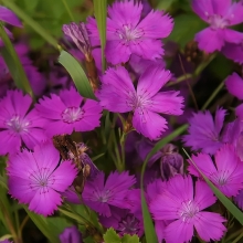 Гвоздика Красновато-фиолетовая (амурская)