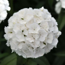 Гвоздика Белая (турецкая)