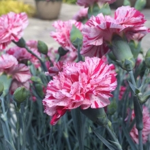 Гвоздика Бенгальская (cадовая)