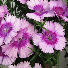 Гвоздика Чиба F1 Лилак Пикоти (межвидовая)