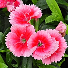 Гвоздика Чиба F1 Строберри (межвидовая)