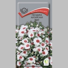 Гвоздика Рондо китайская