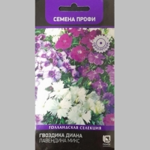 Гвоздика Диана Лавендина Микс
