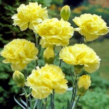 Гвоздика Медовая дыня (Гренадин)