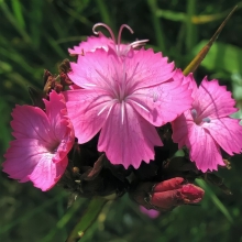 Гвоздика Розовый берет (картузианская)