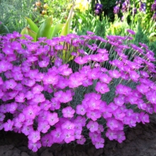 Гвоздика Лавандовая (многолетняя)