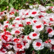 Гвоздика Рондо китайская