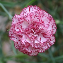 Гвоздика Сахарная малина (Гренадин)