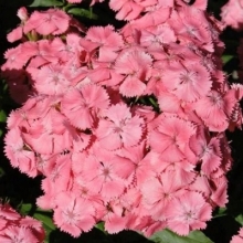 Гвоздика Розита (турецкая)