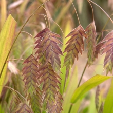 Хасмантиум Широколистный (большой пакет)