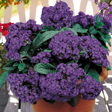 Гелиотроп Одиссей