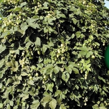 Хмель Душистая гроздь обыкновенный