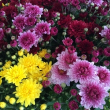 Хризантема Букет Любимой (Индийская) смесь