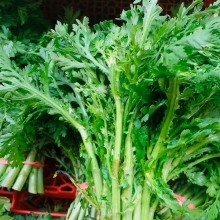 Хризантема Мираж (овощная)