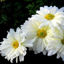 Хризантема Русская красавица