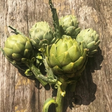 Артишок Цезарь