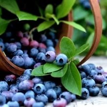 Черника Лесная жемчужина обыкновенная