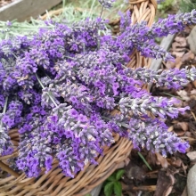 Лаванда Юдифь