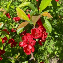 Айва Гранатовый браслет японская /Хеномелес/