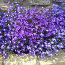 Лобелия Бисер голубой ампельная