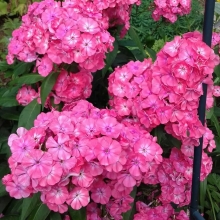 Флокс Очарование малиновое