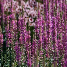 Дербенник Иволистный