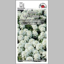 Иберис Метелица