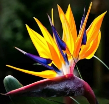 Стрелиция Райская птица