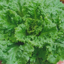 Салат Малахитовая шкатулка (листовой)