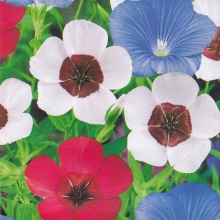 Лен Мозаика крупноцветковый смесь