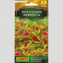 Колеус Нежность