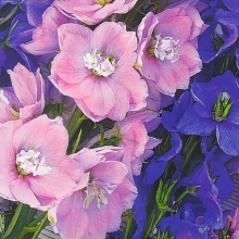 Дельфиниум Царский смесь