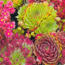 Молодило Каменная Роза