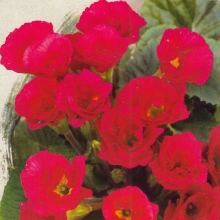 Примула Розанна красная F1 махровая